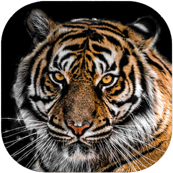 Tiger QI GONG - Online LIVE QI GONG Workshop